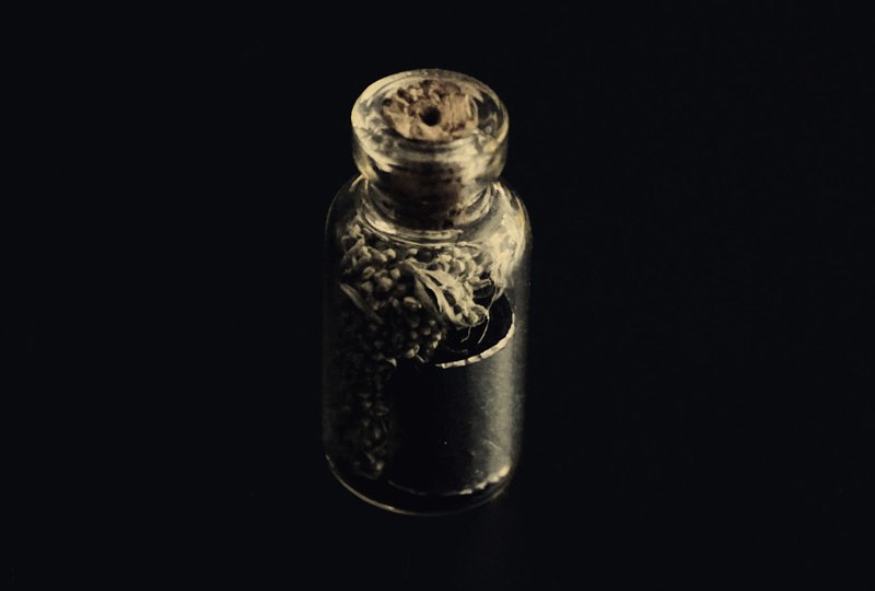 mugwort
