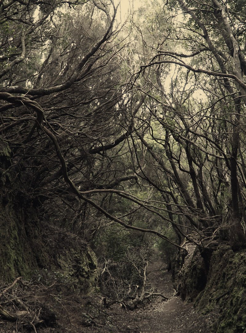 Laurel forest in the Anaga mountains Laurel
